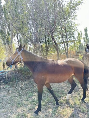 Лошади, кони: Продаю | Кобыла (самка) | Для разведения, Конный спорт — 11