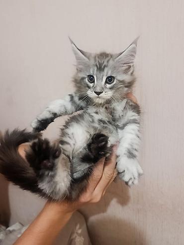 золотистая шиншилла: Возраст 2 месяца, мальчик.Породистый котёнок мейн-кун, серебристый — 4