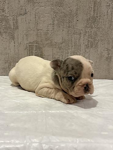 İtlər: Amerikan buldoqu, 1 ay, Peyvəndli, Ödənişli çatdırılma — 20