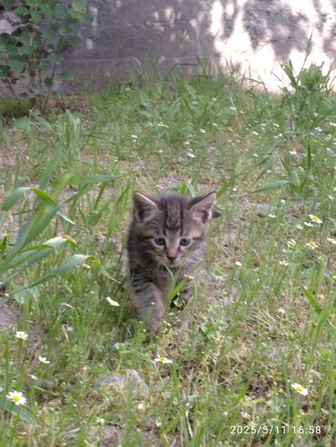 породистая кошка: Кошка даром: Беспородная, 2 месяца, Девочка, Приучена к лотку