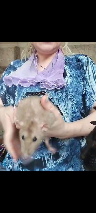 Крысы: Питомник крыс Rat Haus Love . Предлагает пару молодых крыс . Мальчик — 24