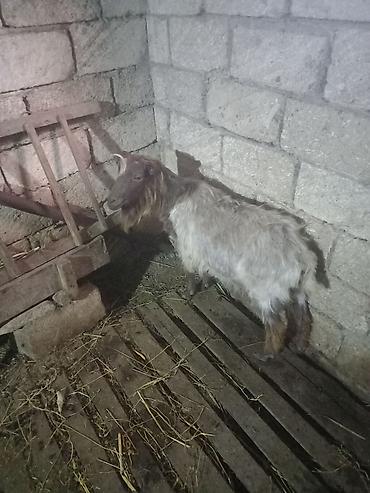 golden goat: Ekiz balali ekiz keci satiram tam saqlam Arpa buqda yeyen heyvanlardi — 3