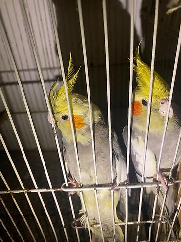 Животные: Nimfa (Cockatiel) cütü – boz-sarı rəng çalarını daşıyan, yanaqlarında — 3