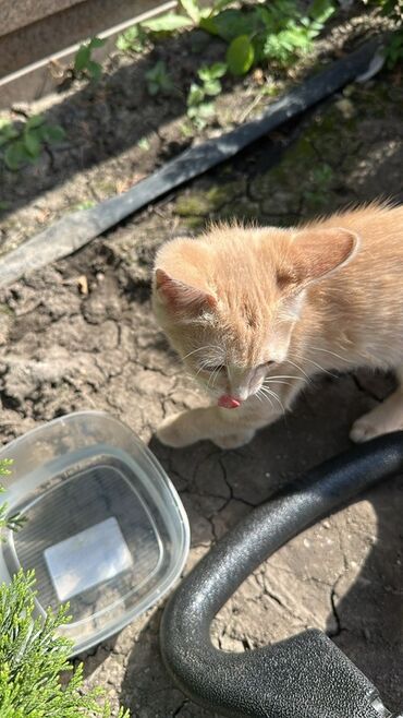 котята в добрые руки: Мышык бекер берилет: Породасыз, Ургаачы