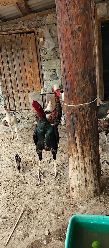 xoruz heyratı: 12 ayina kecib tam saglam aktib becedi .temiz qan temiz cins qapisine — 3