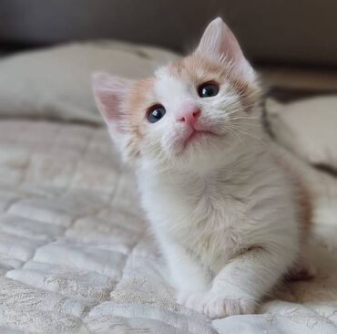 pisik ag: Домашний котенок, 1 месяц, мальчик, бесплатно в добрые руки