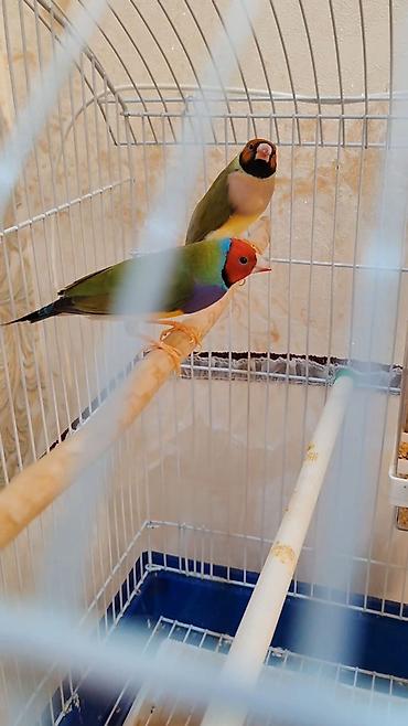sultan quşu qiymeti: Gouldian Finch (Gould amadinləri) –1 cüt satılır tam sağlam quşlardı — 3