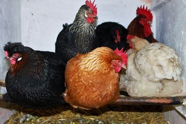 Куры, петухи: Продаю | Петух, Цыплята, Куры | Брама, Домашняя | На забой, Для разведения, Несушки — 5