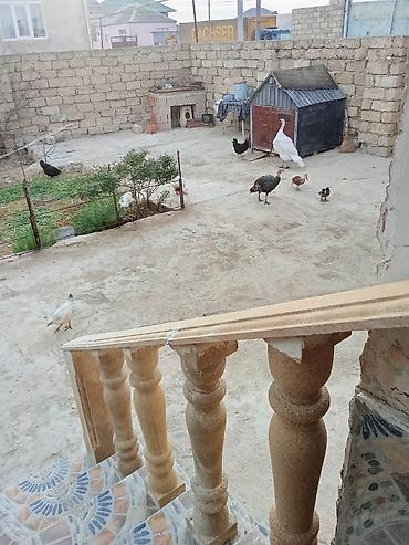 pekin ördeği: Satış: ördəklər - Növlər: müxtəlif cinslər (ağ Pekin tipli, rəngli — 8