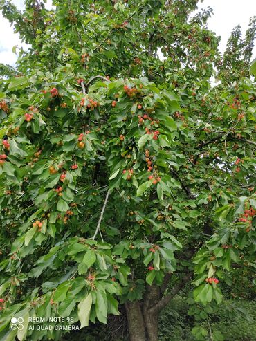 hökməli torpaq satılır: 15 sot, Kənd təsərrüfatı, Maklerlər narahat etməsin, Kupça (Çıxarış)