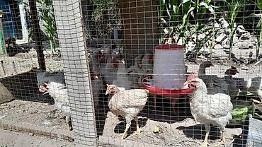 Животные: Продаю | Цыплята | Бройлерная | На забой — 3