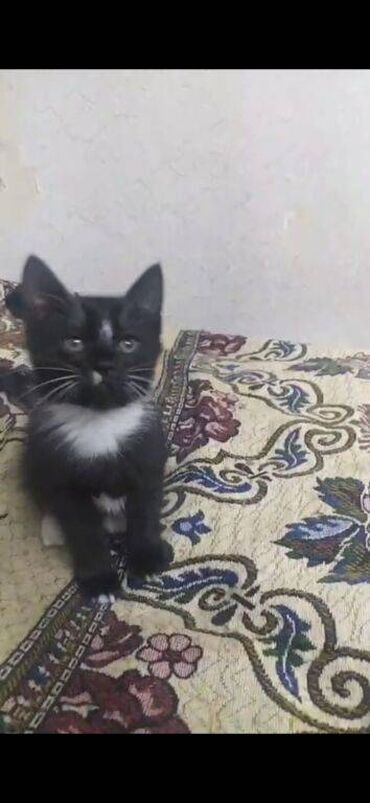 Pişiklər: Erkək, Dişi, Ünvandan götürmə — 4