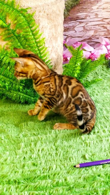 Продажа кошек: Друзья!! Проф питомник Бен Гла Мур Предлагает Шикарных элитных — 21