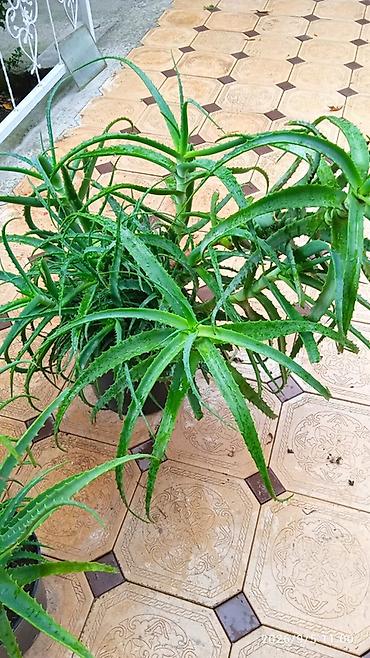 сольнычный свет: Алоэ (вероятно, Aloe arborescens) в горшке. - Крупный взрослый куст с — 1