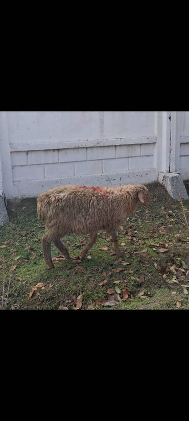 Бараны, овцы: Продаю | Овца (самка) — 9