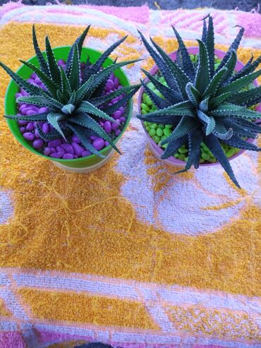 продаю куриц: Суккулент Хавортия (Haworthia) в декоративном горшке - Компактные
