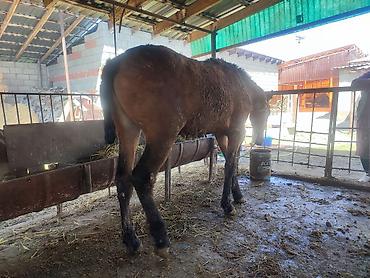 Лошади, кони: Продаю | Кобыла (самка) — 8