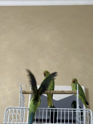 Tutuquşları: Ajarella Pakistan Pəncabdan gəlib bir başa — 9