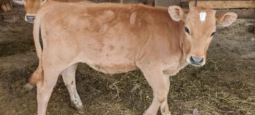 дойныйе коровы: Продаю | | Алатауская, Бельгийская | Племенные