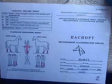 продажа собак в бишкеке: Продаю | Жеребец | Английская — 8