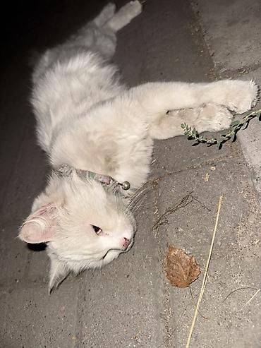 найди: 🐱 Найдена кошка в районе держинки Сегодня нашли белую кошку в районе — 2