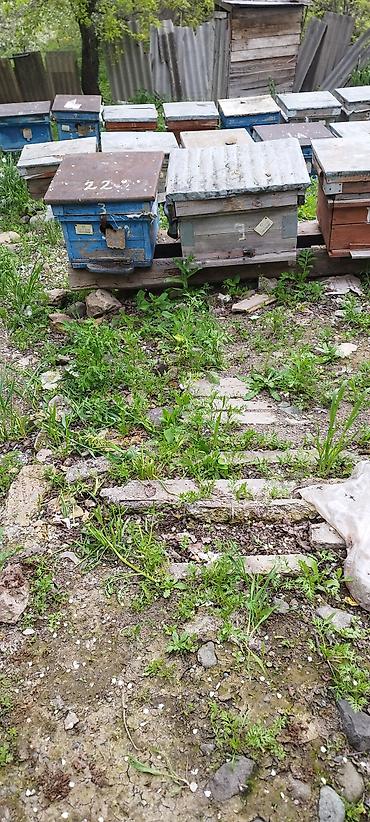 mal bazarı: Arıçılıq üçün pətək və inventar dəsti 13 yeşik arıdı maraqlanmaq — 2