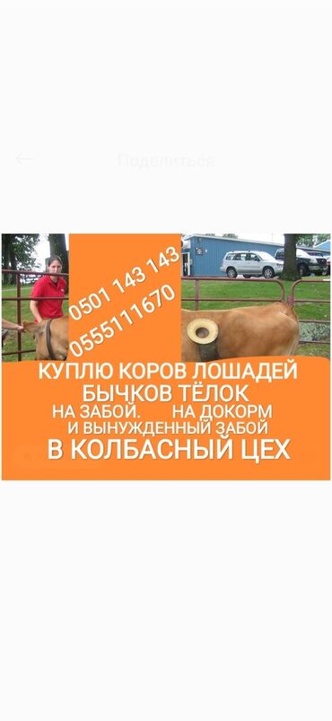 высокоудойные коровы в кыргызстане: Куплю | Коровы, быки, Лошади, кони | Круглосуточно, Любое состояние, Забитый