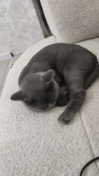 шотландская вислоухая кошка цена: Salam bir yaşı var erkeydi kim isdese buyursun qırxilib peyvəndi olub lalafo.az -da шотландская вислоухая кошка цена: Salam bir yaşı var erkeydi kim isdese buyursun qırxilib peyvəndi olub