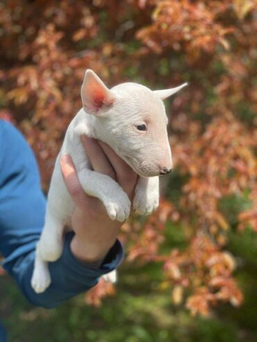 Psi: Štenci minijaturnog bull terijera, oštenjeni 08.03.2023. Dostupne 3 — 1