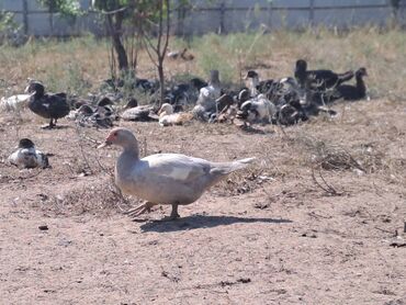 Quş: Salam lal ördəklər satılır .Fərələr 25 xoruzlar 35 azn .Fərələr — 16