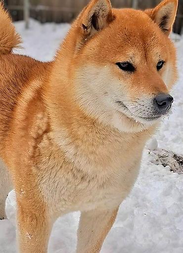 Psi: Odgajivačnica 'Kami's little fellows' predstavlja vrhunsko leglo Shiba — 13