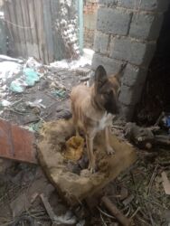 акустические системы mobei колонка в виде собак: Овчарка, 8 айлык, Ургаачы