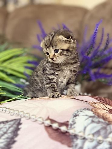 Продажа кошек: Шотландские котята (скоттиш-фолд/скоттиш-страйт), окрасы серебристый — 11