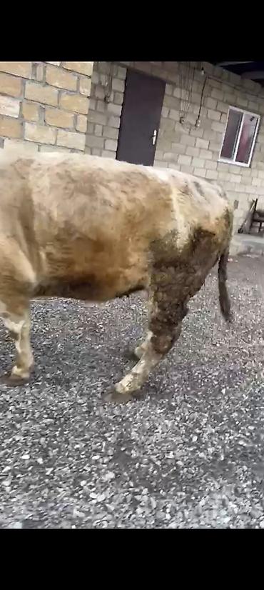 Inəklər, öküzlər: Salam aleykum əziz dosdlar bele bir gözel dogmamiş dügemiz çıxdı -da lalafo.az — 4 Inəklər, öküzlər: Salam aleykum əziz dosdlar bele bir gözel dogmamiş dügemiz çıxdı — 4