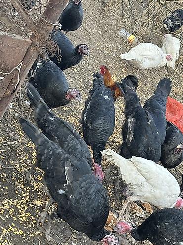 Индюки: Продаю | Индюшка (самка), Индюк (самец) | Черный принц, Северокавказская | На забой, Для разведения | Племенные — 1