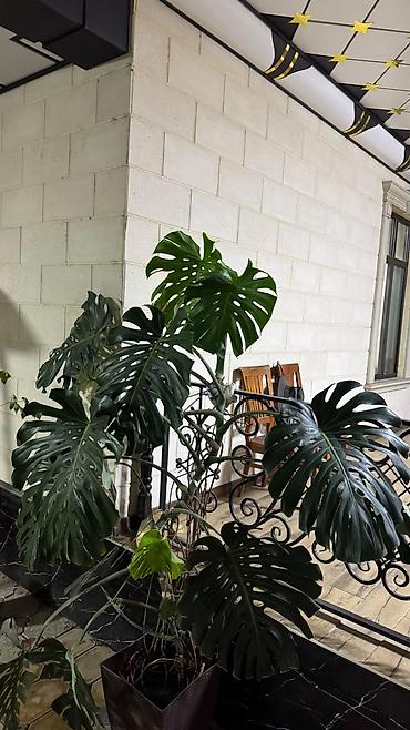 Монстера делициоза (Monstera deliciosa) — крупное лианообразное