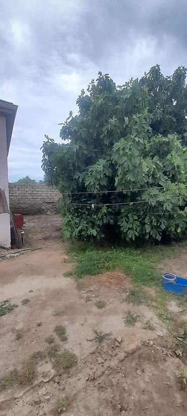 bine sovxoz: Buzovna qəsəbəsində həyət evi satılır. Torpağın və evin kupçası var — 4