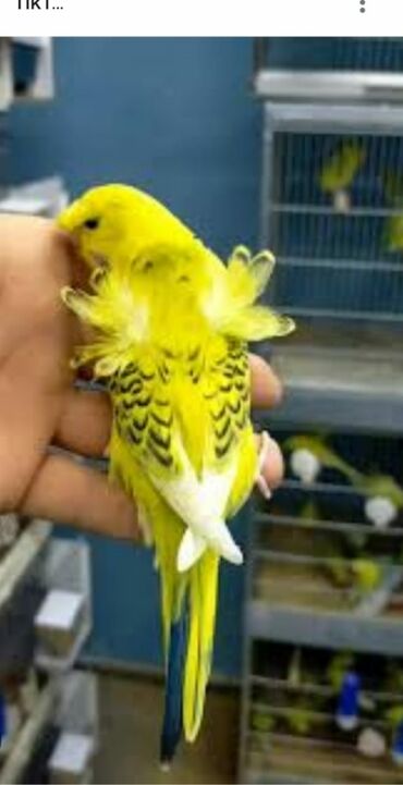 Tutuquşları: Quşlar satlır karella bülbül,fişer,nerazlucnik və sayri münasib — 12