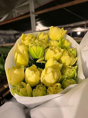 Другие товары для дома: Цветы Голландские Тюльпаны Оптом! Из Голландии получаем — 2