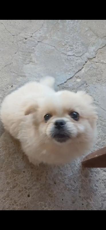 it pudel: Pekines, 3 ay, Erkək — 1