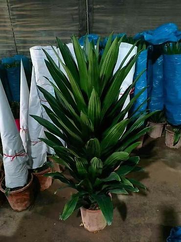 Другие комнатные растения: Комнатное растение с длинными, узкими листьями насыщенного зеленого — 12