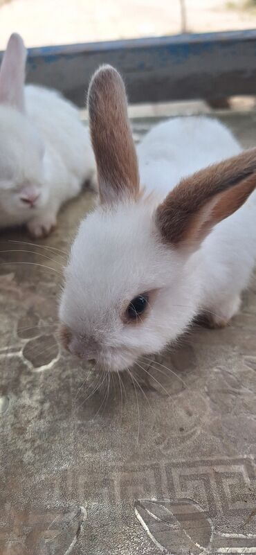 Dovşanlar: Dekorativ dovsanlar biri 15 azn — 18