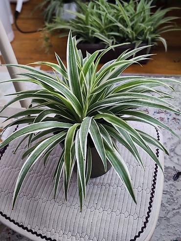 традесканция купить: Традесканция висячая (Tradescantia zebrina) в подвесном горшке + — 6