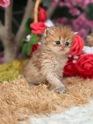 Pişiklər: Fars — 5