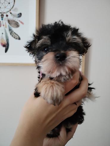 Dogs: MORKI Štene mini rase staro 7 nedelja (ocisceno pd parazita dok vama — 1