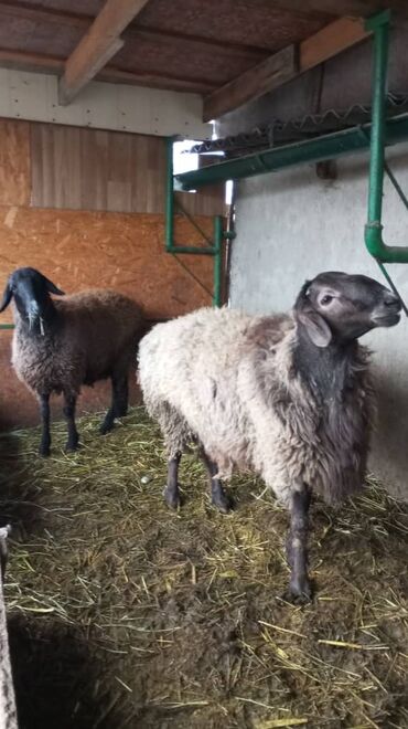 продаю козу: Продаю | Овца (самка), Ягненок, Баран (самец)