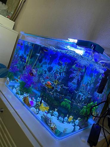 akvarium filterleri: Hazır akvarium.25-30 — 1