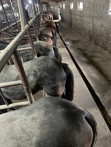 Лошади, кони: Продаю | Кобыла (самка), Конь (самец), Жеребец | На забой | Мерин — 15