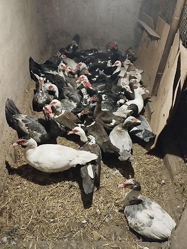 en boyuk itler: Muscovy ördəkləri – qarışıq rəng çeşidləri (ağ, qara, qəhvəyi, ala). - — 1