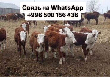 продаю музоо торпок корова самка бык самец айрширская ангус алатауская на забой для разведения на откорм племенные нетель привязанные: Сатам | Музоо | Герефорд